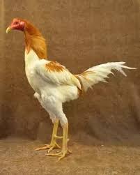 Cornish game hens are hybrids. What S The Difference Between Chicken And Game Hen Quora