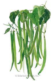 French Filet Bush Bean Seeds Bush Beans Annual Plants Vegetable Painting