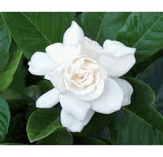 Check spelling or type a new query. Gardenia Augusta Seeds Bush Gardenia Seeds Cape Jasmine Seeds Bunga Cina Bush Gardenia