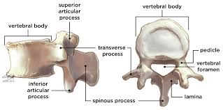 One of the bony segments of the spinal column | meaning, pronunciation, translations and examples. Spinal Anatomy James Langdon