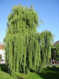 Die salix alba tristis ist das perfekte solitärgewächs, denn andere pflanzen haben in ihrer nähe kaum chancen, sich zu entwickeln. Datei Trauerweide Jpg Wikipedia