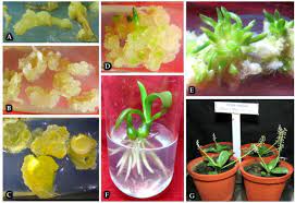 We did not find results for: Callus Mediated Shoot Organogenesis And Regeneration Of Cytologically Stable Plants Of Ledebouria Revoluta An Ethnomedicinal Plant With Promising Antimicrobial Potency Sciencedirect