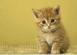ruyada kedi gormek cute kittens tekir kediler hayvan