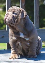 Home for the best english bulldog puppies get your pups at affordable prices including available puppies, shipment details, about and more. Robot Check English Bulldog Puppies Bulldog Puppies Puppies And Kitties