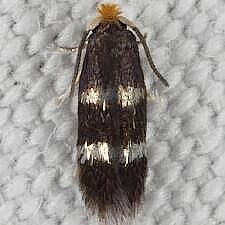 Image result for Stigmella prunetorum