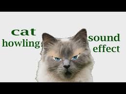 The Animal Sounds Cat Howling Sound Effect Animation With Images Cats Animal Sounds Animals