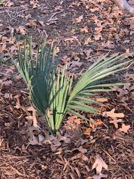 Image result for Sabal etonia