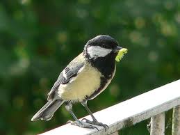 Image result for Kohlmeise vogelhouse