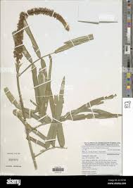 Image result for Uraria picta