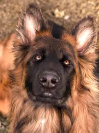 zeka seviyesi yuksek kopek kopek yavru kopek resim