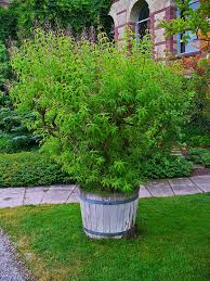 Image result for Aloysia citrodora