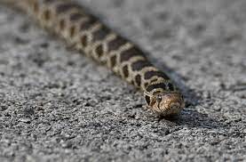 What S The Difference Fox Snake Vs Eastern Massasauga Rattlesnake Forest Preserve District Of Will County