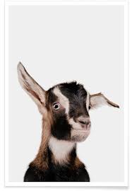 The domestic goat or simply goat (capra aegagrus hircus) is a subspecies of c. Goat Poster Juniqe