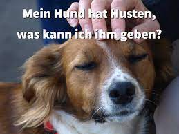 Husten Beim Hund 8 Ursachen Und Hausmittel Gegen Symptome