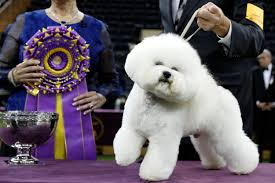 Betty, a komondor, competes with her handler in the working group on tuesday, february 14. Top Dog Flynn The Bichon Frise Waggles His Tail To Victory At Westminster Kennel Club Dog Show