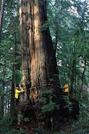 Image result for Cupressaceae