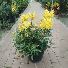 Image result for Tecoma capensis