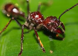 Bullet Ant S Painful Sting Lasts 24hrs Just Scream If Stung Per Entomologists Insects Weird Insects Insect Stings