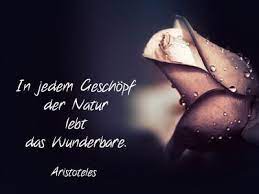 Lebensweisheiten Weisheiten Des Lebens Weisheiten Spruche Spruche Zitate Lebensweisheiten