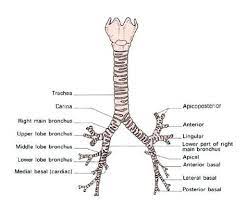 Trachea Anatomy With Carina Future Nurse Nicu Nurse Anatomy And Physiology