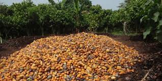West Africa How Does The Nestle Cocoa Plan Measure Up On Deforestation Afrik 21
