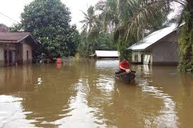 Jangan khawatir, walaupun bernama hiu, ikan satu ini tidak akan tumbuh sebesar hiu. Desa Di Kampar Riau Ini Sudah 15 Hari Kebanjiran Warga Butuh Bantuan Halaman All Kompas Com