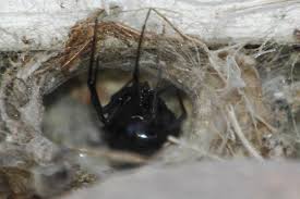 Outdoors, western black widow spiders may be terrestrial or live above the ground. Black Widow In A Funnel Web Latrodectus Hesperus Bugguide Net