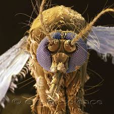 Small Animals Seen In The Scanning Electron Microscope Scanning Electron Microscope Electron Microscope Microscopic