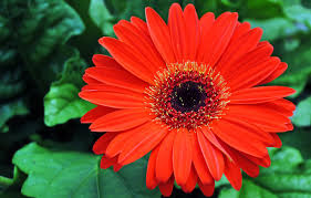 Image result for Gerbera