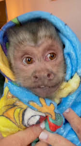 George’s most requested smile compilation! 😍🐵 #monkey #aww