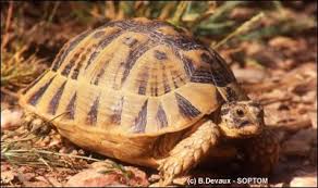 Tv5monde Les Especes En Voie De Disparition La Tortue Grecque Tortue Grecque Tortue Tortue De Terre