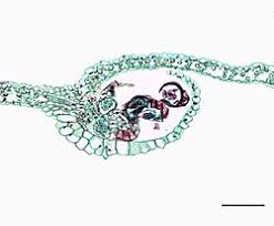 Image result for Asplenium centrafricanum