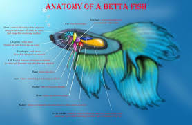 Betta Fish Betta Fish Care Betta Fish Betta