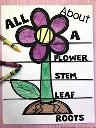 This Parts Of A Flower Flip Book Is Perfect For Your Plants Thematic Science Unit That Is A Craft Writi Plants Kindergarten Parts Of A Flower Parts Of A Plant