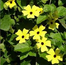 Image result for Thunbergia annua
