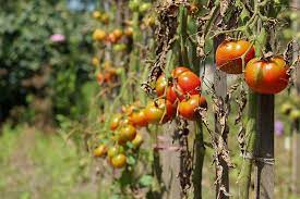 There are many reasons why leaves curl as it's a sign of stress. How To Identify And Treat Common Tomato Diseases Gardener S Path