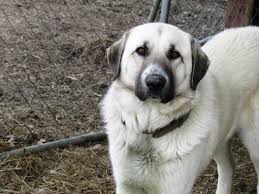 Anatolian pyrenees information and pictures. Pin On Anatolian Pyrenees