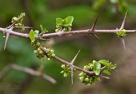 Image result for Canthium glaucum