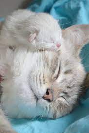 Cute Kittens For Sale Uk Cute Cats Drawings Kittens Cutest Mama Cat Cute Cats And Kittens