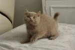 British Shorthair Cats and Kittens for adoption in the UK ...