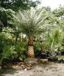 56 Palm Trees Ideas Palm Trees Palm Trees To Plant