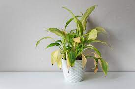 Why Is My Houseplant Drooping A Quick