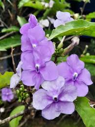 Image result for Brunfelsia pauciflora