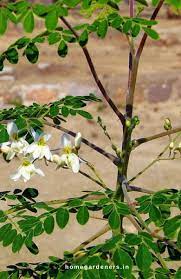 Moringa Tree Growing Caring Health Benefits For The Drumstick Tree Moringa Tree Moringa Growing Tree