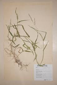 Image result for Acroceras