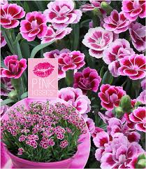 Pink feat willow sage hart cover me in sunshine (2021). Stauden Nelke Pink Kisses Nelken Bei Baldur Garten