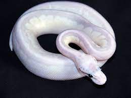 Full Moon Morph List World Of Ball Pythons Butter Cinnamon Spider Super Pastel Ball Python Pet Ball Python Morphs Ball Python
