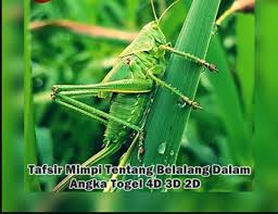 Check spelling or type a new query. Nomer Togel Belalang Di Buku Mimpi 2d 3d 4d Erek Erek Dan Kode Alam Sangpemimpi Com