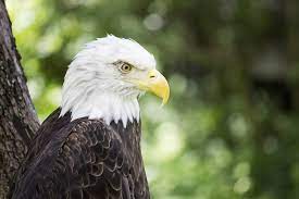 Here Are 10 Plants And Animals That Might Have Gone Extinct Without The Endangered Species Act