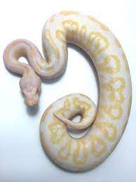 Albino Black Pastel Ball Python For Sale Python Regius Pythons For Sale Ball Python Python Regius